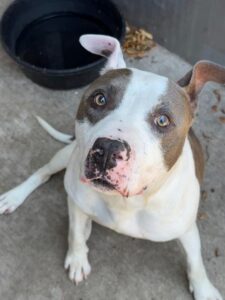 Steppenwolf, adoptable American Pit Bull Terrier at Chicago Animal Care and Control