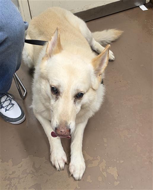 Ace at Chicago Animal Care and Control
