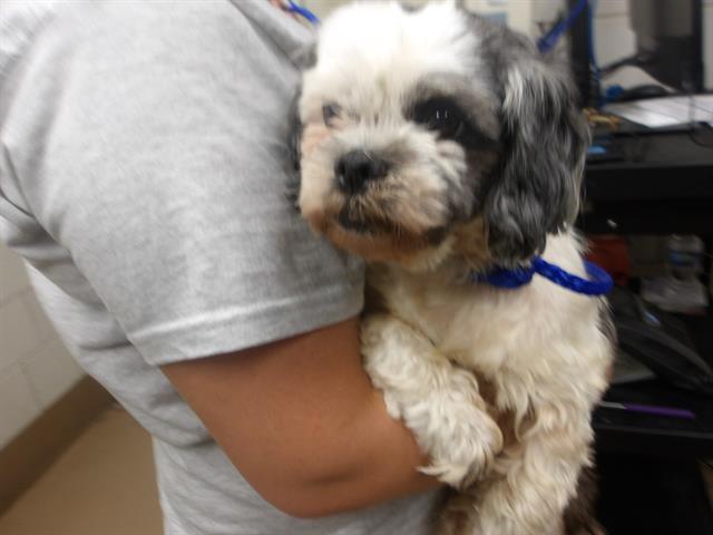 Shih Tzu at Chicago Animal Care and Control
