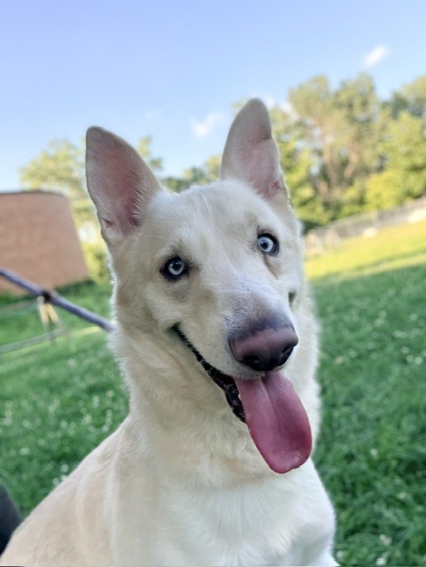 Deano at Chicago Animal Care and Control