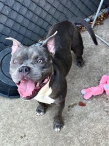 Glamour, adoptable American Pit Bull Terrier at Chicago Animal Care and Control
