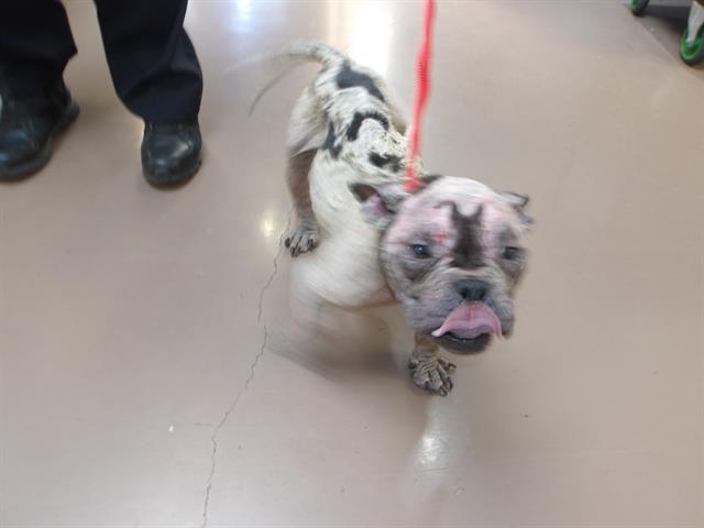 Bulldog at Chicago Animal Care and Control