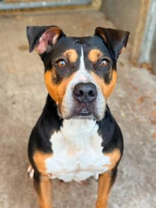 Fefe, adoptable American Pit Bull Terrier / Bull Terrier / Rottweiler at Chicago Animal Care and Control