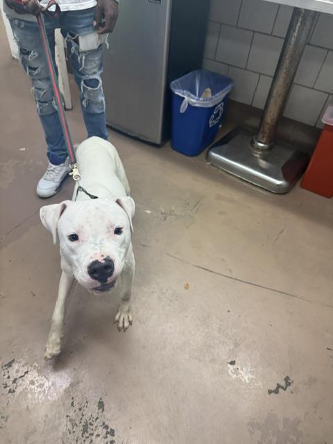 Draco at Chicago Animal Care and Control