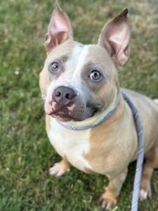 Waikiki, adoptable American Pit Bull Terrier at Chicago Animal Care and Control