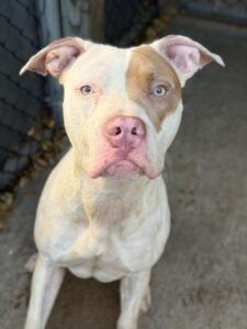 Solara, adoptable American Pit Bull Terrier at Chicago Animal Care and Control