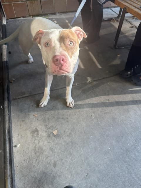 American Pit Bull Terrier / Bull Terrier at Chicago Animal Care and Control