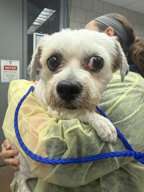 Dog A316231 at Chicago Animal Care and Control