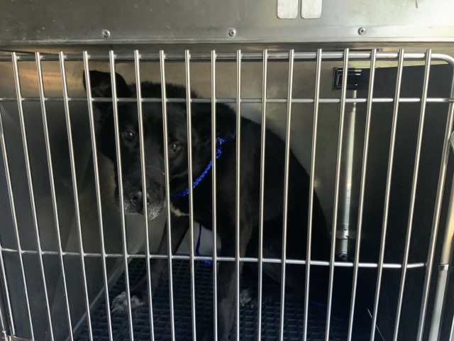 German Shepherd Dog / Labrador Retriever at Chicago Animal Care and Control