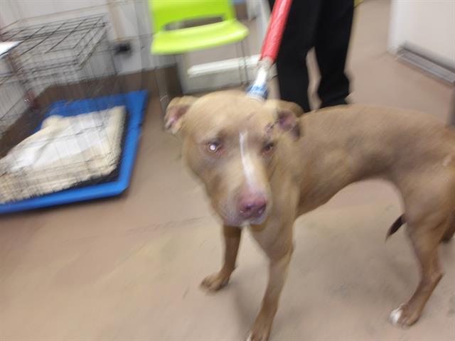 American Pit Bull Terrier / Bull Terrier at Chicago Animal Care and Control