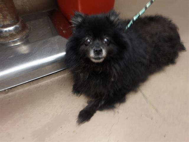 Pomeranian at Chicago Animal Care and Control