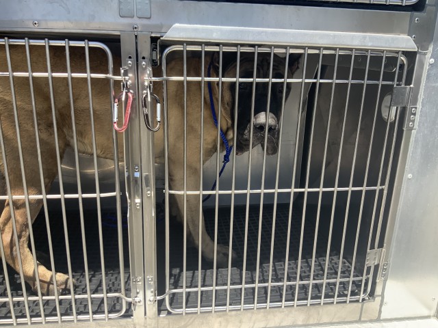 Cane Corso at Chicago Animal Care and Control