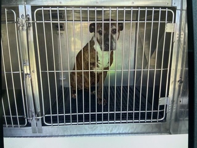 American Pit Bull Terrier / Bull Terrier at Chicago Animal Care and Control