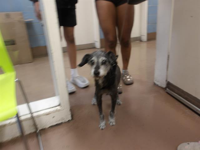 Sawyer at Chicago Animal Care and Control
