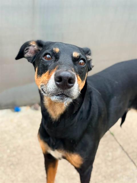 Kalani at Chicago Animal Care and Control