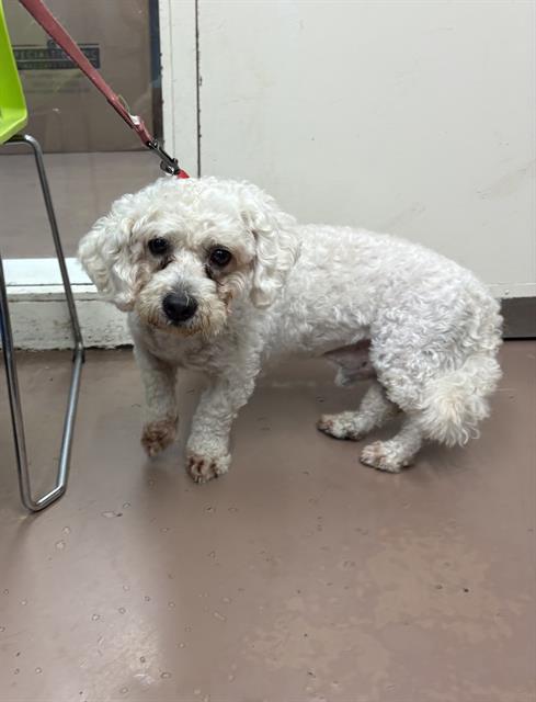 King at Chicago Animal Care and Control