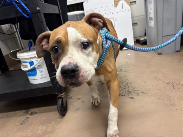 American Pit Bull Terrier / Bull Terrier at Chicago Animal Care and Control