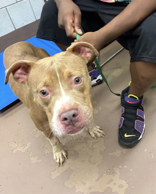 London at Chicago Animal Care and Control
