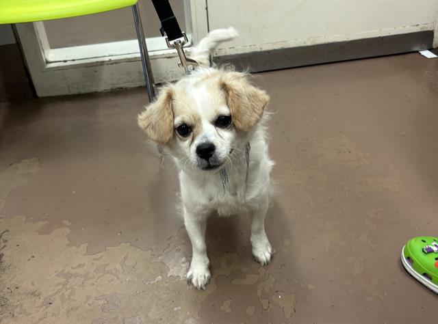 Chihuahua at Chicago Animal Care and Control