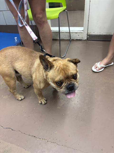 Bulldog at Chicago Animal Care and Control