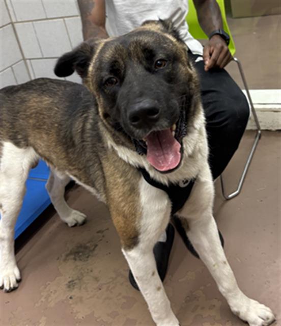 Chase at Chicago Animal Care and Control
