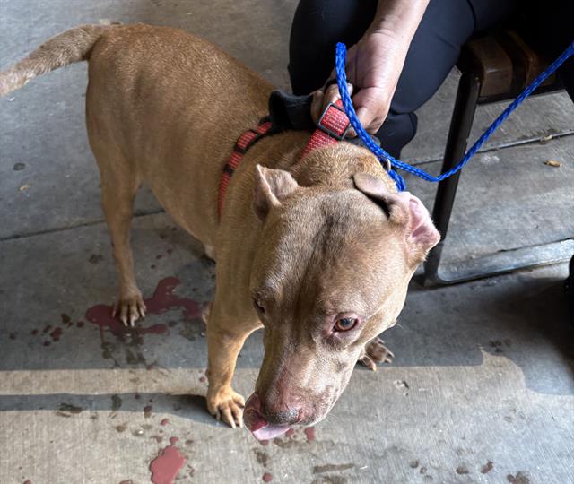 Coco at Chicago Animal Care and Control