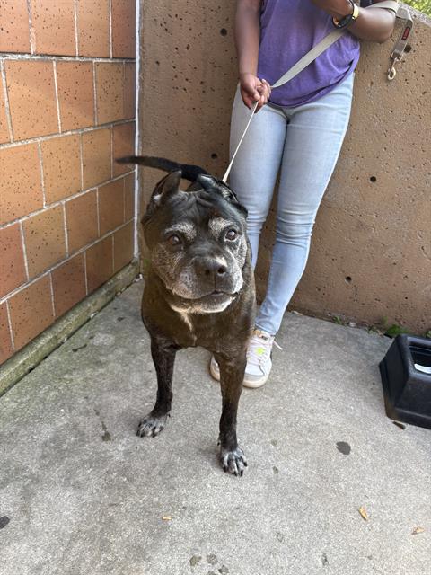 American Pit Bull Terrier / Bull Terrier / Mastiff at Chicago Animal Care and Control