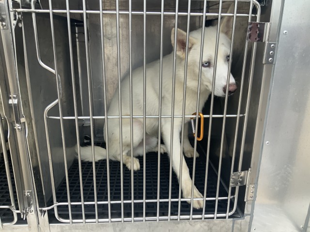 Siberian Husky at Chicago Animal Care and Control