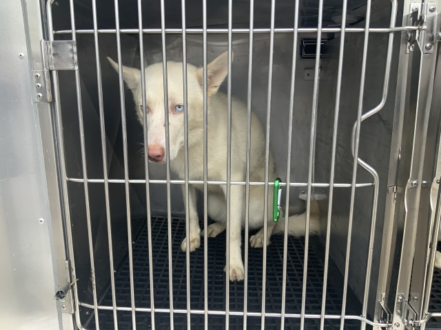 Siberian Husky at Chicago Animal Care and Control