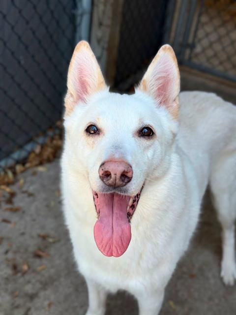 Kobe at Chicago Animal Care and Control