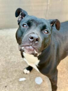 Verna, adoptable American Pit Bull Terrier at Chicago Animal Care and Control