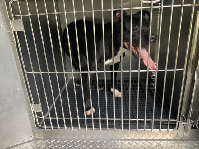 American Pit Bull Terrier / Bull Terrier at Chicago Animal Care and Control