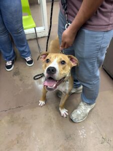 Cloud, adoptable American Pit Bull Terrier / Bull Terrier at Chicago Animal Care and Control