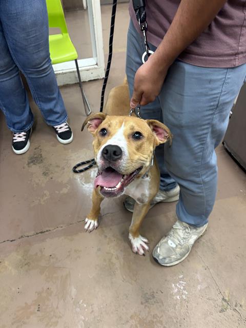 Cloud at Chicago Animal Care and Control