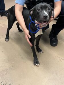 A316356, adoptable American Pit Bull Terrier / Bull Terrier at Chicago Animal Care and Control