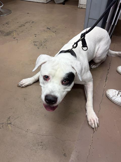 American Bulldog / Bulldog at Chicago Animal Care and Control