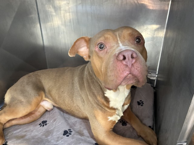 American Pit Bull Terrier / Bull Terrier / Bulldog at Chicago Animal Care and Control