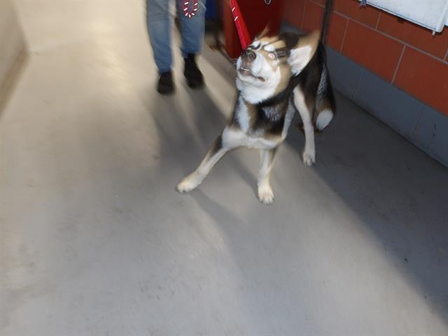 Dog A316427 at Chicago Animal Care and Control