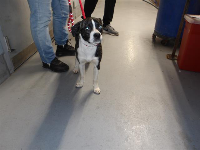 Boston Terrier / Pug at Chicago Animal Care and Control