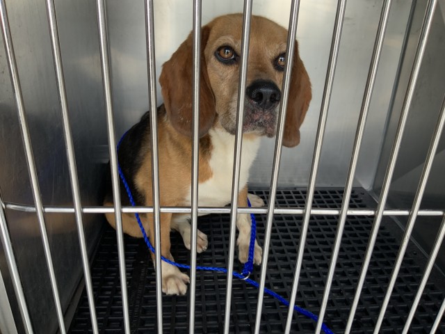 Beagle at Chicago Animal Care and Control