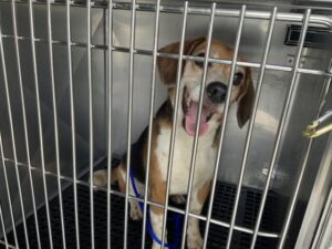 A316442, adoptable Beagle at Chicago Animal Care and Control