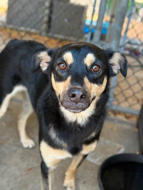 Seville at Chicago Animal Care and Control