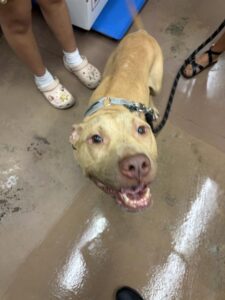A316483, adoptable American Pit Bull Terrier / Bull Terrier at Chicago Animal Care and Control