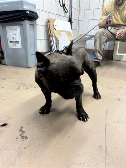 Bulldog at Chicago Animal Care and Control