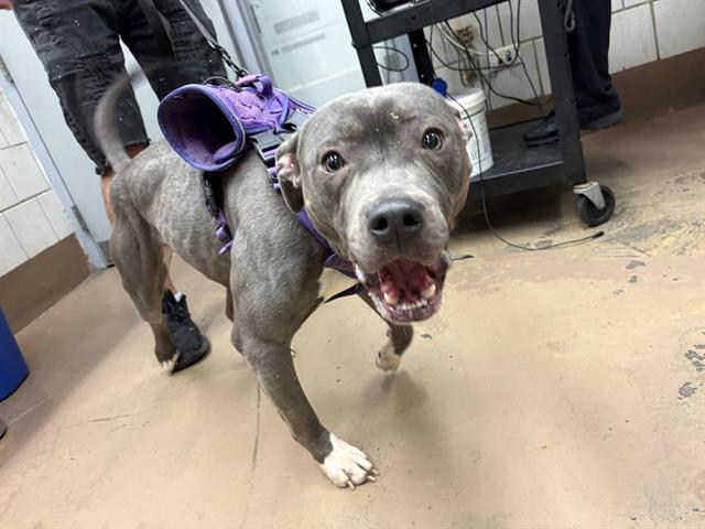 Ivy at Chicago Animal Care and Control