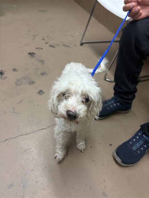 Poodle at Chicago Animal Care and Control