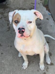 Jagger, adoptable American Pit Bull Terrier at Chicago Animal Care and Control