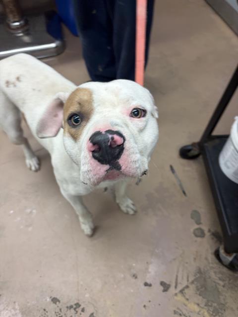 American Pit Bull Terrier / Bull Terrier at Chicago Animal Care and Control