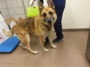 A316495, adoptable German Shepherd Dog at Chicago Animal Care and Control