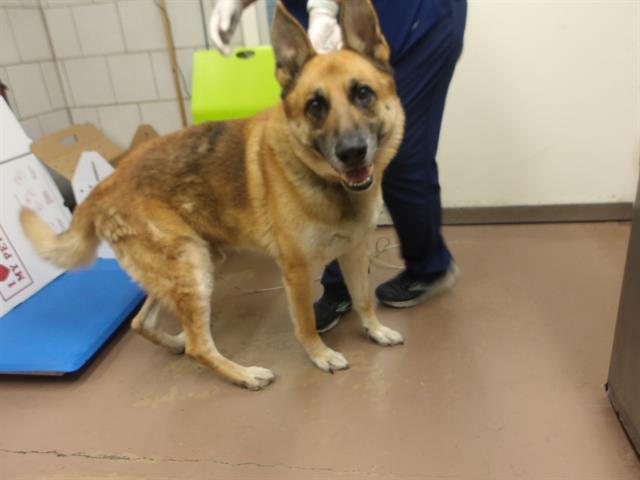 German Shepherd Dog at Chicago Animal Care and Control